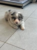 Border collie pups, Dieren en Toebehoren, Honden | Herdershonden en Veedrijvers, België, CDV (hondenziekte), 8 tot 15 weken, Collie