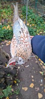 Bosfazant haan, Dieren en Toebehoren