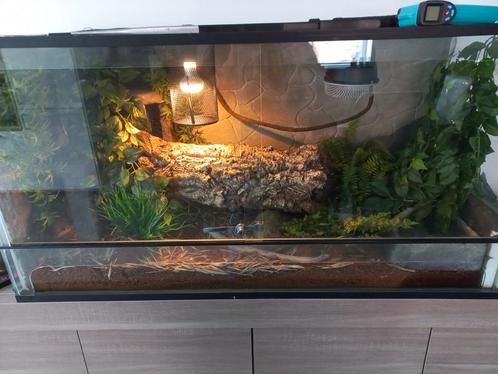 Korenslang + terrarium, Dieren en Toebehoren, Reptielen en Amfibieën | Toebehoren, Zo goed als nieuw, Ophalen of Verzenden