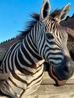 Zebra opgezette taxidermie, Enlèvement