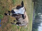 Baggerbonte bok, Dieren en Toebehoren, Schapen, Geiten en Varkens, Mannelijk, Schaap, 0 tot 2 jaar