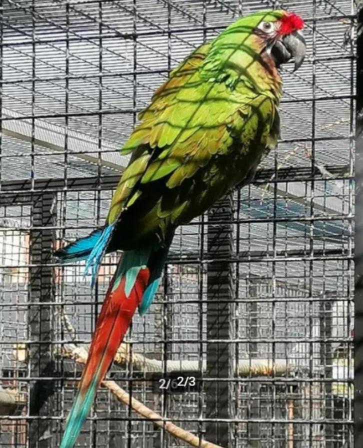 Laatste soldaten ara's, Dieren en Toebehoren, Vogels | Parkieten en Papegaaien, Papegaai, Meerdere dieren, Geringd