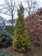 Coniferen, Enlèvement, Conifère, Arbuste, 250 cm ou plus
