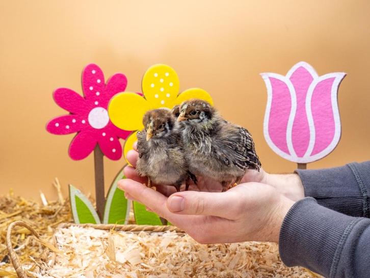 Barnevelder kuikens zilver gezoomd hennen, gesekst + ingeënt, Dieren en Toebehoren, Pluimvee, Kip, Vrouwelijk