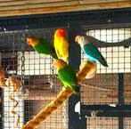 agapornis fischeri dwergpapegaai, Dieren en Toebehoren, Geslacht onbekend, Dwergpapegaai of Agapornis, Tam