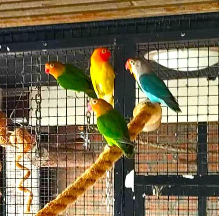 agapornis fischeri dwergpapegaai, Dieren en Toebehoren, Vogels | Parkieten en Papegaaien, Dwergpapegaai of Agapornis, Geslacht onbekend