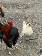 Serama kippen broedeieren, Poule ou poulet