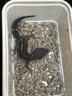 Jonge black night luipaardgekko, Dieren en Toebehoren, Reptielen en Amfibieën, Hagedis, Tam, 0 tot 2 jaar