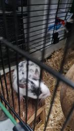 Goudhamster, Dieren en Toebehoren, Knaagdieren, Hamster, Mannelijk, Tam, September