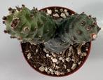 Tephrocactus Articulatus, Maison & Meubles, Plantes d'intérieur, Cactus, Envoi, Moins de 100 cm