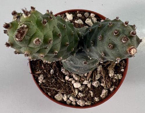 Tephrocactus Articulatus, Maison & Meubles, Plantes d'intérieur, Cactus, Moins de 100 cm, Envoi