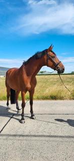 5 jarige allround ruin met talent, Dieren en Toebehoren, Paarden, Ruin, L
