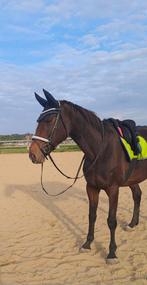 Brave merrie met stamboek, Dieren en Toebehoren, Paarden, Merrie, Springpaard, Zadelmak, 160 tot 165 cm