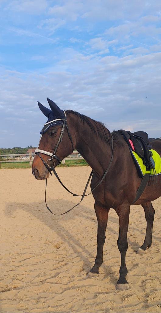 Brave merrie met stamboek, Dieren en Toebehoren, Paarden, Merrie, Zadelmak, 160 tot 165 cm, 11 jaar of ouder, Springpaard, Met stamboom