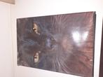 Grote boek katten, Ophalen of Verzenden, Katten