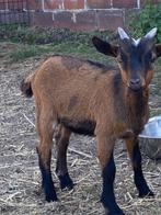 Heel mooi dwerggeit bokje, Dieren en Toebehoren, Schapen, Geiten en Varkens, Mannelijk, Geit, 0 tot 2 jaar