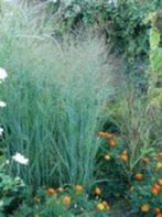 Nepeta en Panicum, Tuin en Terras, Planten | Tuinplanten, Ophalen