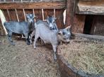 Dwerggeiten blauwschimmelbokjes zoeken nieuwe thuis, Dieren en Toebehoren, Mannelijk, Geit, 0 tot 2 jaar