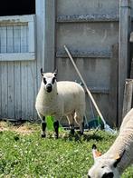 Ramlam - geboren maart 2025- voor slacht, Dieren en Toebehoren, Schapen, Geiten en Varkens, Mannelijk, Schaap, 0 tot 2 jaar