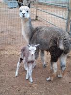 Grijs alpaca merrie met prachtig grijs merrie veulen, Dieren en Toebehoren, Overige Dieren