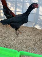 Jap hen, Dieren en Toebehoren, Pluimvee