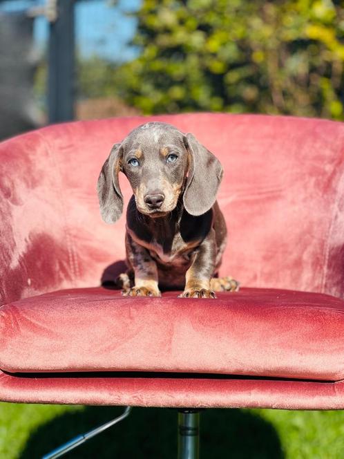 Les chiots teckels belges recherchent un panier doré !, Animaux & Accessoires, Chiens | Teckels & Bassets, Plusieurs animaux, Poils courts