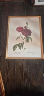 3 prenten van bloemen., Ophalen, Zo goed als nieuw