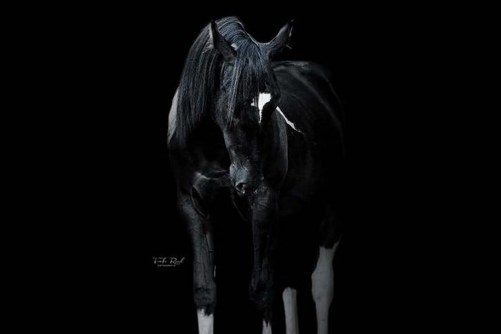 Cheval de peinture, Animaux & Accessoires, Chevaux, Hongre, Débourré, Vermifugé