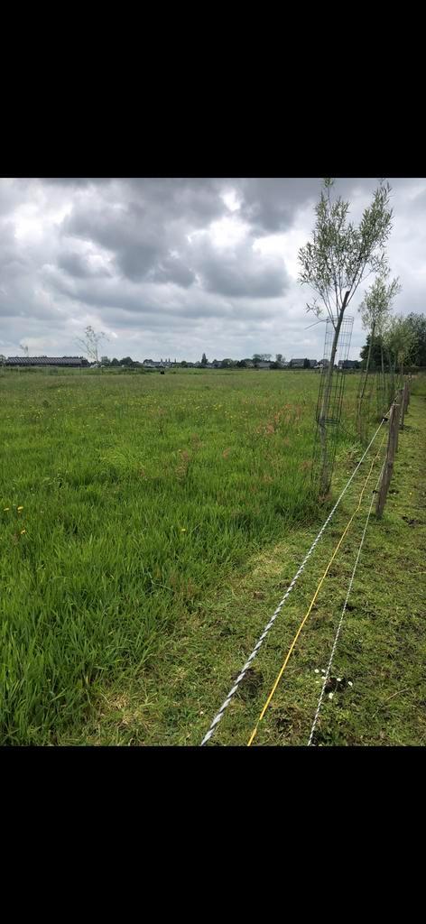 Paarden oppas, Dieren en Toebehoren, Stalling en Weidegang