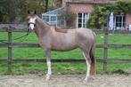 Prachtige brave C-pony, Dieren en Toebehoren, Pony's, Merrie, Gechipt, Springpony, Zadelmak