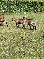 Bokjes, Dieren en Toebehoren, Schapen, Geiten en Varkens, Mannelijk, Geit, 0 tot 2 jaar