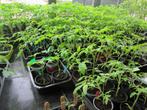 Tomatenplanten, peper en paprikaplanten, Annuelle, Enlèvement, Plantes potagères