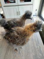 Zijdehoen, Dieren en Toebehoren, Pluimvee