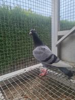 Jonge duif, Dieren en Toebehoren, Vogels | Duiven, Geslacht onbekend, Postduif