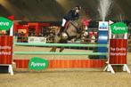 Betrouwbare all round D pony, Gechipt, Ruin, Springpony, L