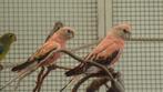 roze bourks parkieten, Dieren en Toebehoren, Vogels | Parkieten en Papegaaien, Geslacht onbekend, Parkiet, Geringd