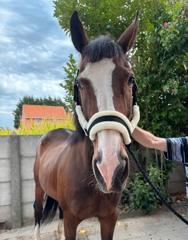 KWPN merrie te koop, Dieren en Toebehoren, Paarden, Merrie, M, 165 tot 170 cm, 11 jaar of ouder, Dressuurpaard, Gechipt, Ontwormd