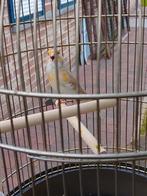 TRÈS BEAUX CANARIS DE COULEUR SIFFLANTE, avec ou sans cage, Animaux & Accessoires, Oiseaux | Canaris, Plusieurs animaux, Canari chanteur