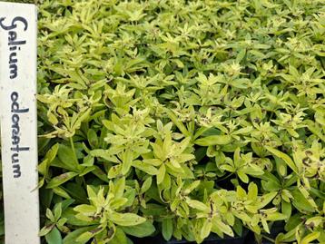 Galium odoratum beschikbaar voor biedingen