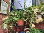 zaagcactus stekjes 5€, Huis en Inrichting, Kamerplanten, Ophalen, Halfschaduw