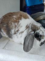 Nederlandse hangoordwerg voedster, Dieren en Toebehoren, Meerdere dieren, Dwerg, Hangoor, 0 tot 2 jaar