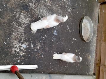 Taklacı pijon, Dieren en Toebehoren, Vermiste en Gevonden Dieren