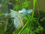 Guppy: green cobra snakeskin (zuiver), Dieren en Toebehoren, Vis, Zoetwatervis, Schoolvis