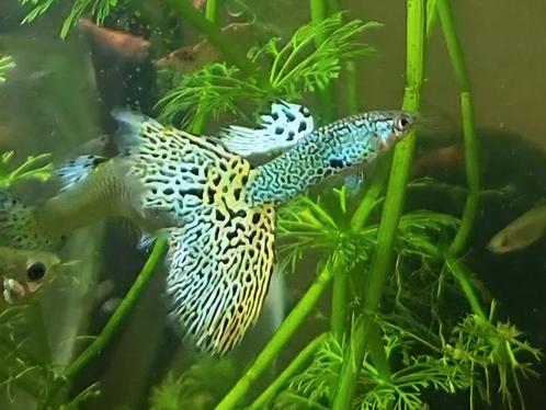 Guppy: green cobra snakeskin (zuiver), Dieren en Toebehoren, Vissen | Aquariumvissen, Zoetwatervis, Vis, Schoolvis