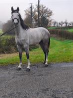 Splendide jument espagnol, Animaux & Accessoires, Chevaux, Cheval de dressage, Débourré, 160 à 165 cm, Vermifugé