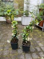 Toscaanse jasmijn, Tuin en Terras, Planten | Tuinplanten, Ophalen, Vaste plant, Klimplanten, Halfschaduw