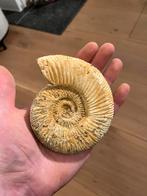 Ammoniet Madagaskar - 0.4kg, Ophalen, Fossiel