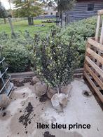 Ilex bleu prince!, Ophalen, Taxus