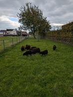 Ouessant, Dieren en Toebehoren