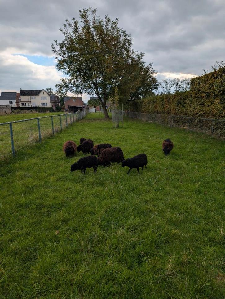Ouessant, Dieren en Toebehoren, Schapen, Geiten en Varkens